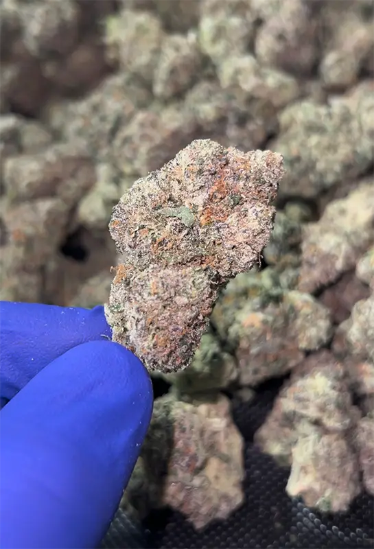 Ice Cream Man THCa Flower — Indica Strain — 34.61% — 3.5g @ HighHippy.com - Fast Shipping!