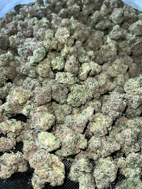 Ice Cream Man THCa Flower — Indica Strain — 34.61% — 3.5g @ HighHippy.com - Fast Shipping!