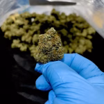 Donkey Butter THCa Flower - Indica Strain - HighHippy.com