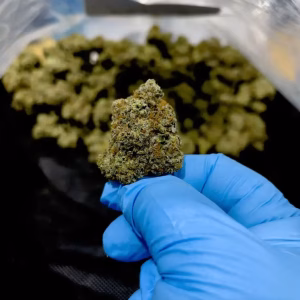Donkey Butter THCa Flower - Indica Strain - HighHippy.com