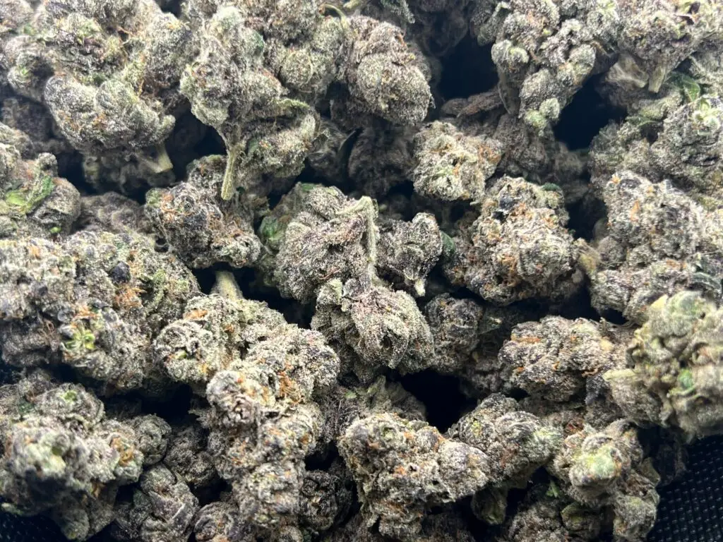 Pre-64 Runtz - Indica Strain - High THCa Flower - 35.84% - Caviar Grade