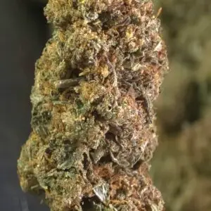 Alabama Slamma THCa Flower – 25.84% – Sativa – Light Dep - Image 3