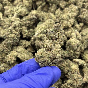 Apple Fritter — Hybrid Strain — THCa Flower — 28.74% — Indoor - Image 2