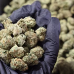 Berry Gelato (Smalls) THCa Flower – 31.04% – Indica – Exotic - Image 2