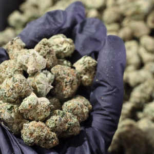 Berry Gelato (Smalls) THCa Flower – 31.04% – Indica – Exotic - Image 2