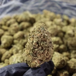 Birthday Cake THCa Flower β 25.73% β Indica β Light Dep - Image 3