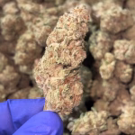 Blueberry Fuego — Sativa Strain — THCa Flower — 36.60% — Exotic - Image 3