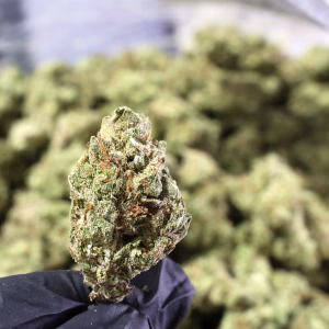 Blueberry Mochi - 27.49% - LD - Image 2