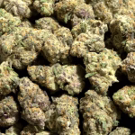 Cheetah Breath THCa Flower – 37.39% – Hybrid – Private Reserve - Image 2