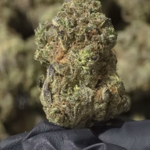 Chem Cookies THCa Flower Indica