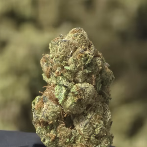 Crooked Cookies THCa Flower Indica