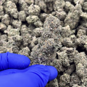 Daydream Diesel THCa Flower – 27.27% – Sativa – Light Dep - Image 2