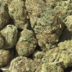 F1 THCa Flower – 33.67% – Sativa – Exotic - Image 2