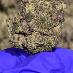 Gary Poppins THCa Flower Indica