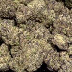 Gary Poppins THCa Flower – 38.44% – Indica – Private Reserve - Image 2