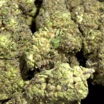 Gelonade THCa Flower – 27.58% – Sativa – Light Dep - Image 2