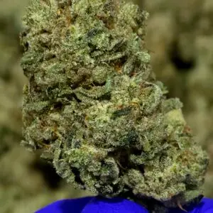 Gorilla Glue THCa Flower Indica