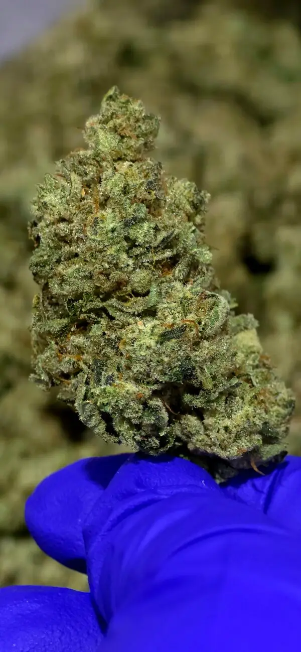 Gorilla Glue THCa Flower Indica