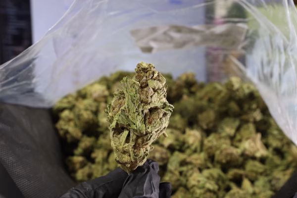 Grape Octane THCa Flower Indica Grape Octane THCa Flower Indica