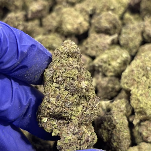 Sour Tangerine THCa Flower Sativa
