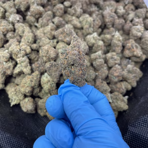 Archive Runtz—Hybrid—THCa Flower—31.71%—Exotic Indoor - Image 3