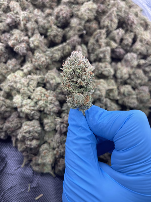 Red Bull THCa Flower Indica Red Bull THCa Flower Indica