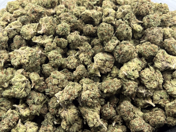 Jungle Jungle Glue THCa Flower Hybrid Photo Jungle Glue THCa Flower Hybrid