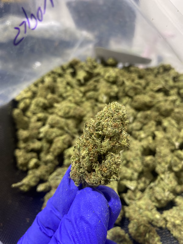 LA Pop Rocks THCa Flower Indica LA Pop Rocks THCa Flower Indica