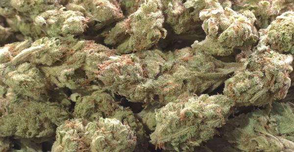 Lucid Punch THCa Flower Sativa Lucid Punch THCa Flower Sativa