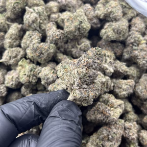 Only Fans THCa Flower – 34.46% – Indica – Private Reserve - Image 2