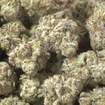 Oreoz PR THCa Flower