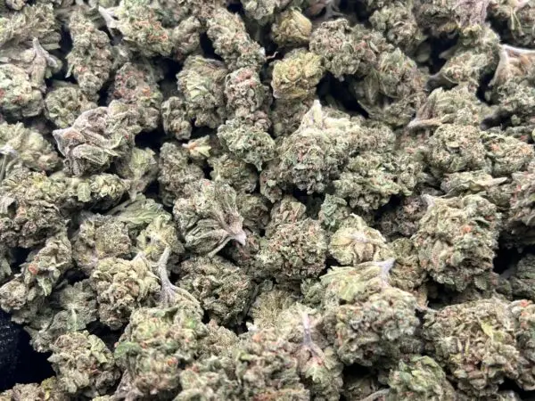 Pink Drink THCa Flower Hybrid