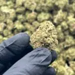 Pink Drink THCa Flower Hybrid