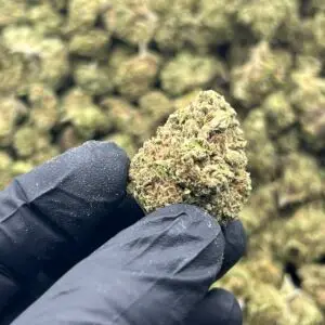 Pink Drink THCa Flower Hybrid