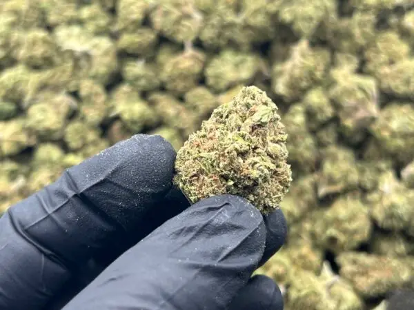 Pink Drink_Closeup Photo Pink Drink THCa Flower Hybrid