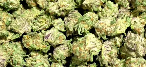 Purple Gushers (Smalls) THCa Flower Hybrid Purple Gushers (Smalls) THCa Flower Hybrid