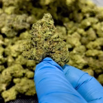 Mimosa THCa Flower – 24.16% – Sativa – Greenhouse - Image 3