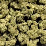 Purple Thai THCa Flower – 32.44% – Sativa – Exotic - Image 2