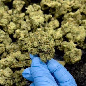 Purple Thai THCa Flower Sativa