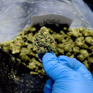 8 Ball Kush - 29.53% THCa - IN - Image 3