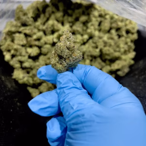 Pina Colada THCa Flower Sativa
