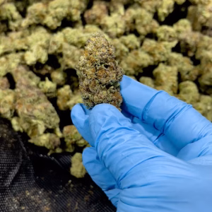 Purple Sunset THCa Flower Indica
