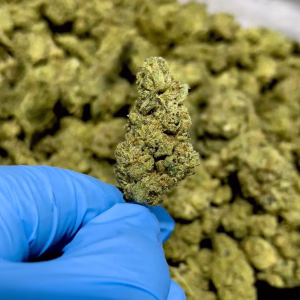 GG #4 — Indica Strain — THCa Flower — 32.66% — Indoor - Image 2