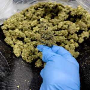 Hippie Crasher - 30.28% THCa - EX - Image 3