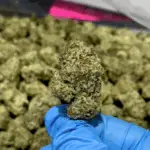 Oreoz THCa Flower Indica