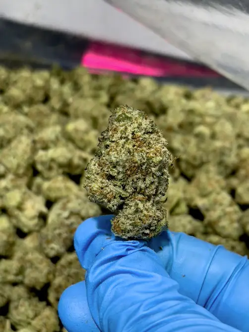 Oreoz THCa Flower Indica Oreoz THCa Flower Indica