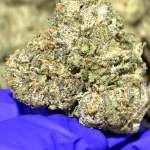 Sex Panther THCa Flower Indica