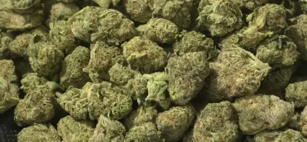 Smarties (Smalls) THCa Flower Indica