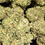 Strawberry Slushee THCa Flower – 24.89% – Indica – Light Dep - Image 2