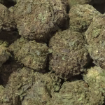 Willy’s Wonder THCa Flower — Indica — 30.86% — Light Dep - Image 2